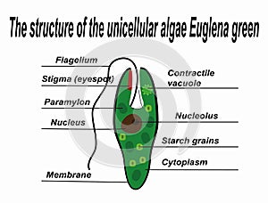 The structure of the unicellular algae Euglena green.